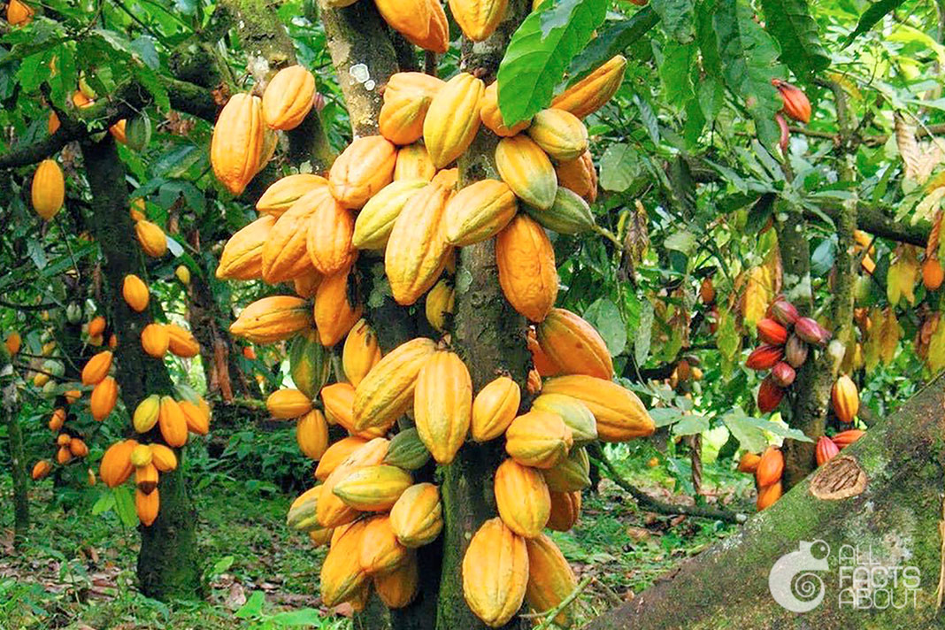 Fruits on a cocoa tree