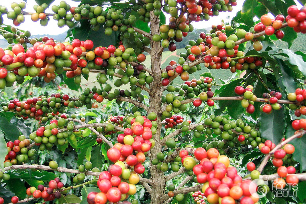 Coffee ripens on the tree