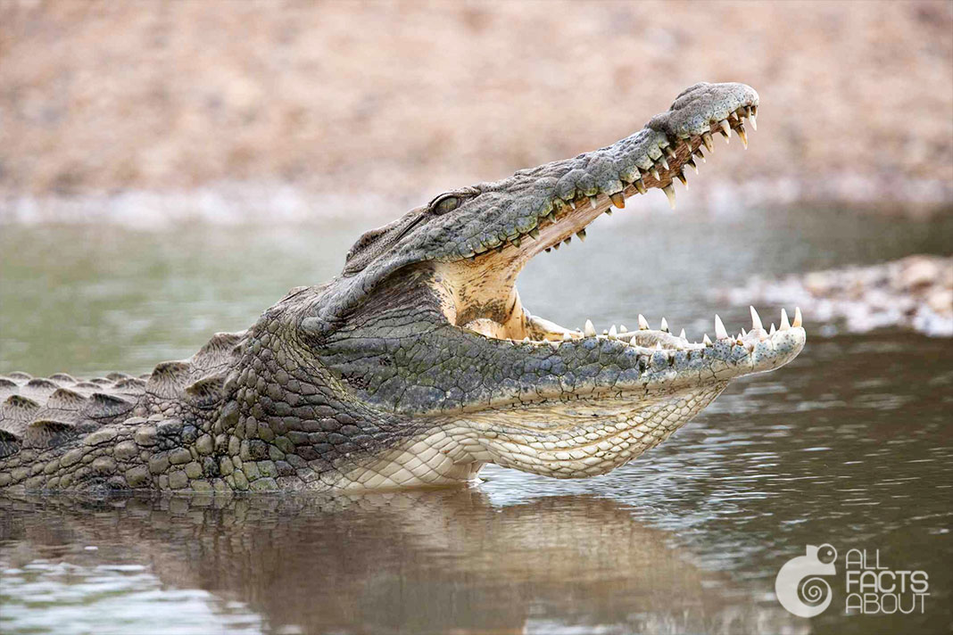 All facts about Crocodiles