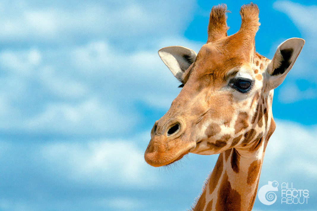 All facts about Giraffes