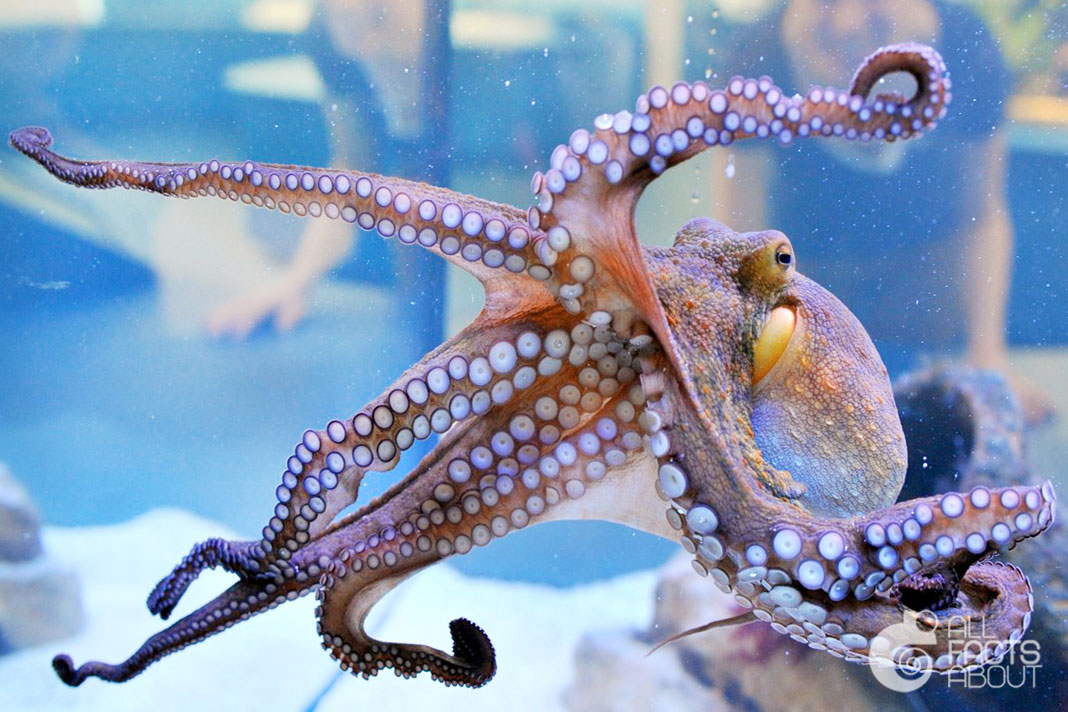 All facts about Octopuses