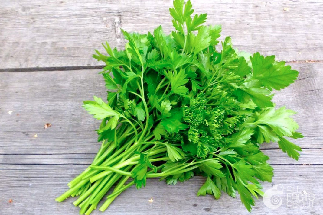 All facts about Parsley