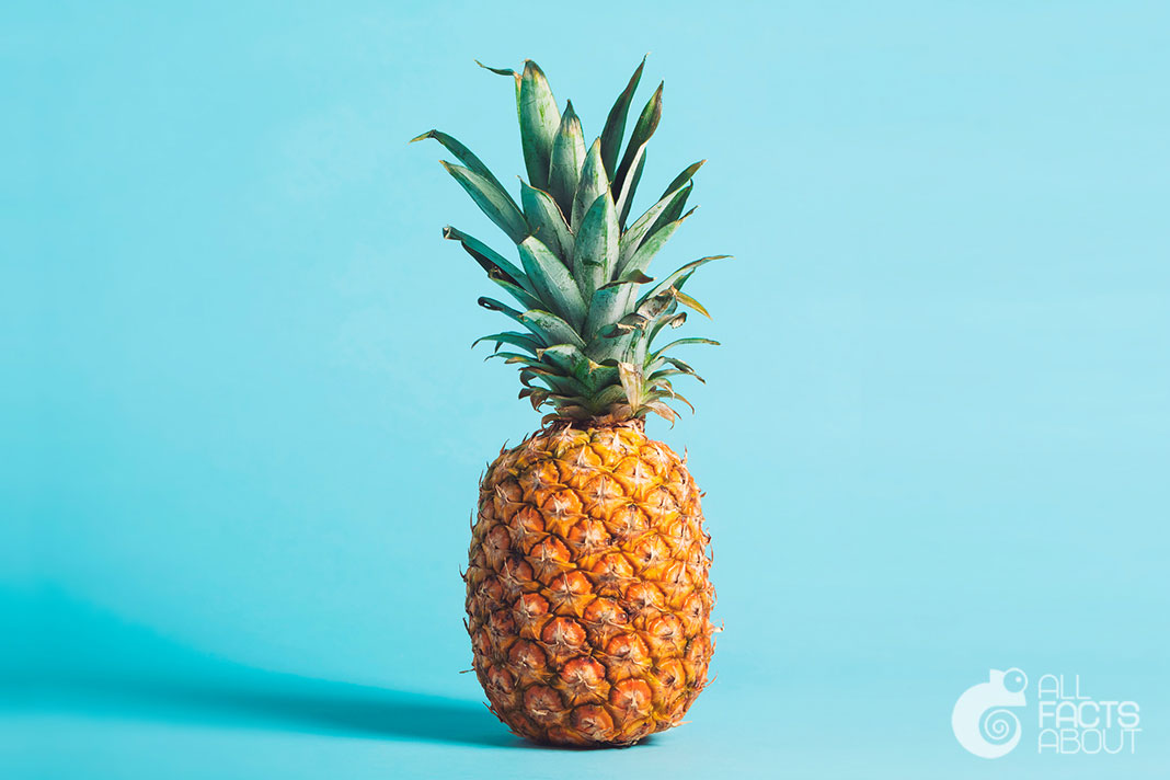 All facts about Pineapple