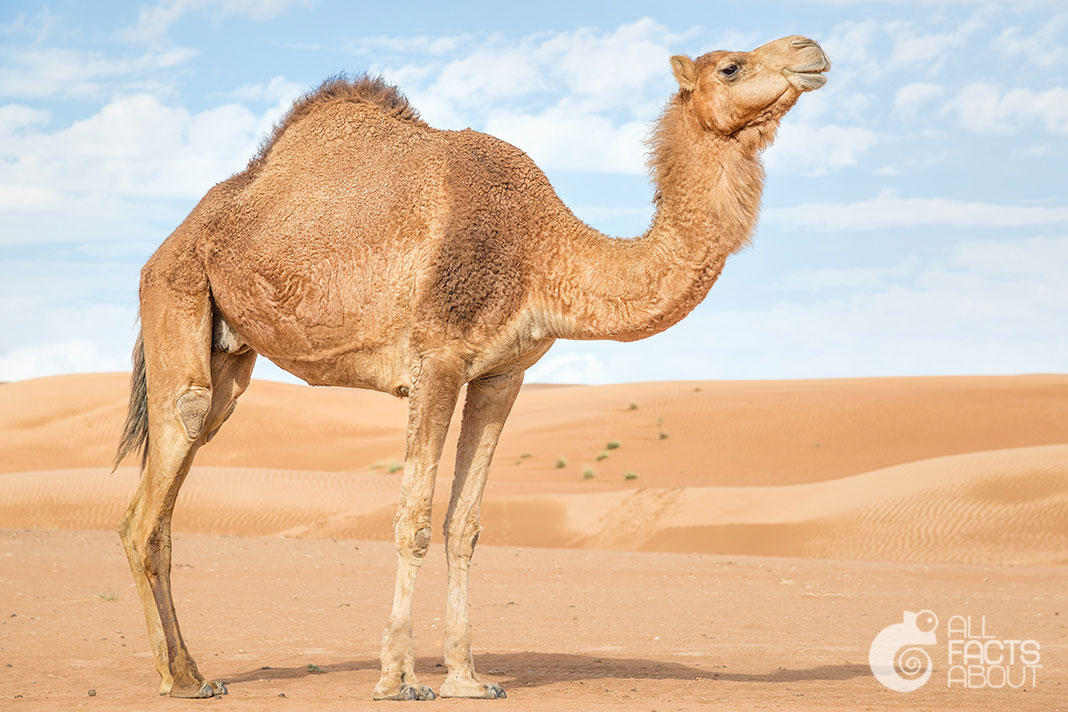 All facts about Camels