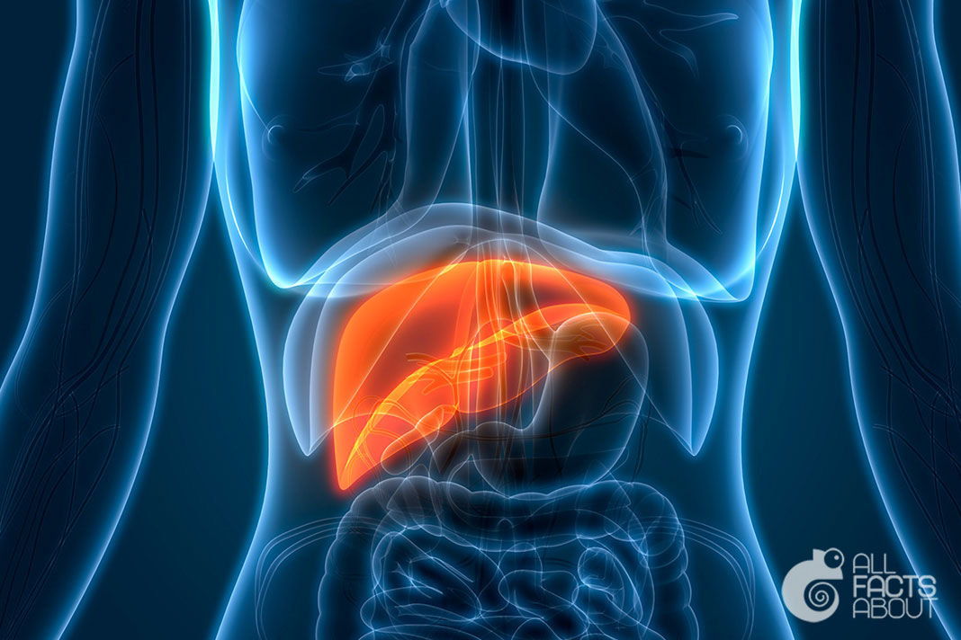 All facts about Liver