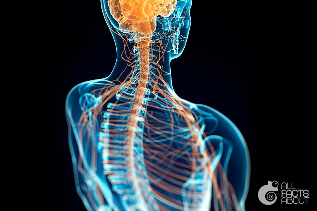 All facts about Nervous System